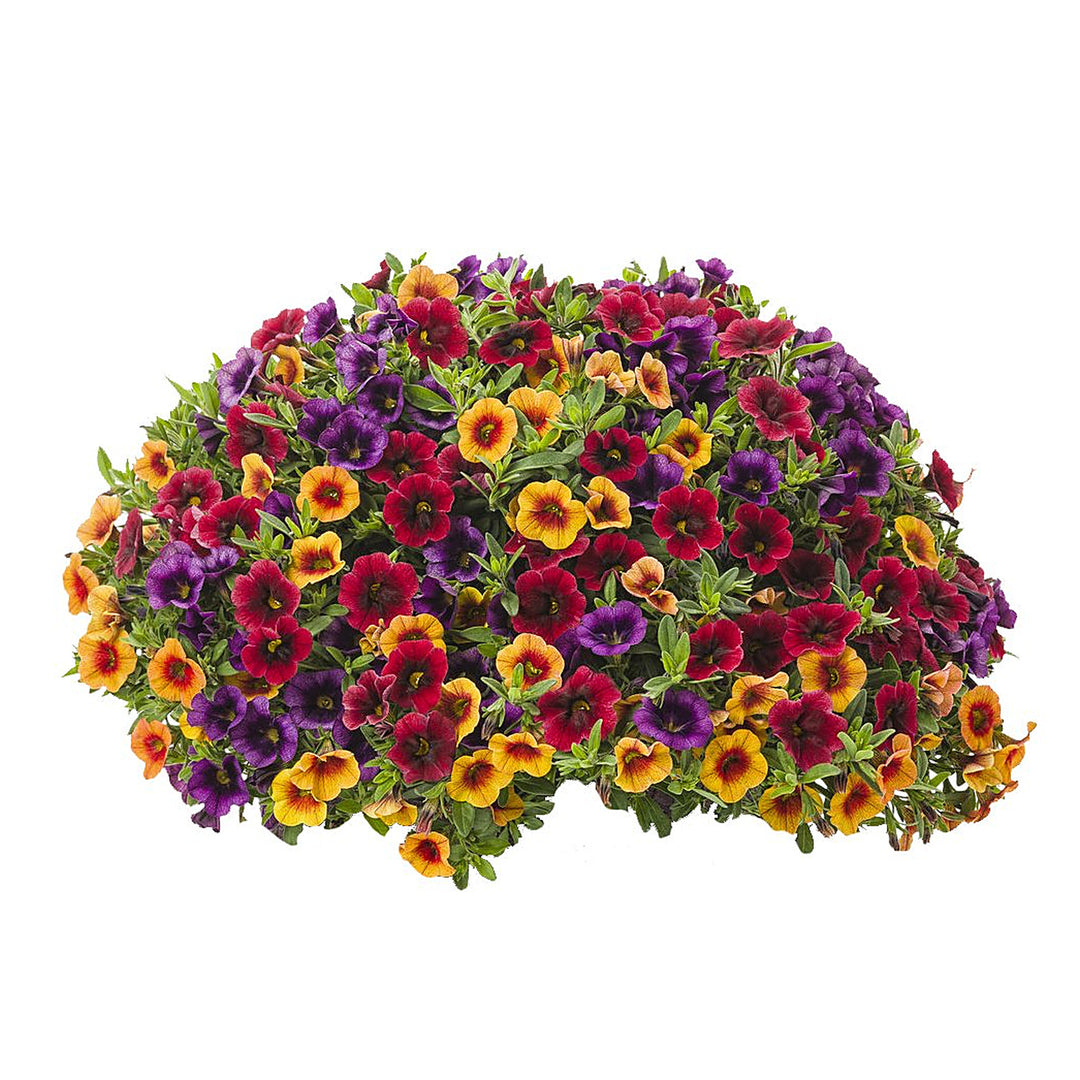 Mixed Superbells Petunia Seeds for Planting | Heirloom Non-GMO High Germination Organic Garden Seeds | Neera Seeds product photo [neera-v4-ddaaf1343245567bddd8]