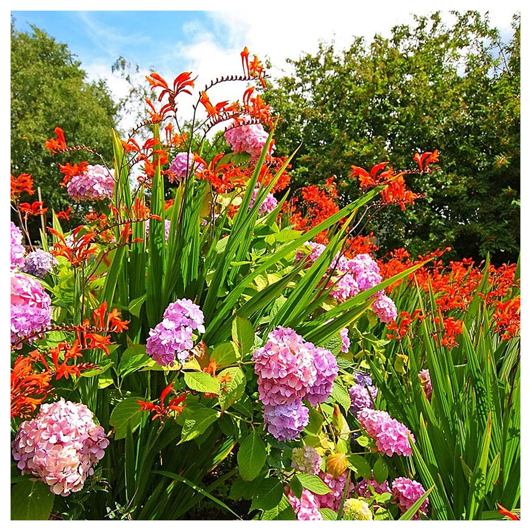 Blue African Lily And Crocosmia Lucifer Mixed Flower Seeds for Home Garden Planting, Fragrant | Neera Seeds product photo [neera-v4-ddc11df4722095cdea11]