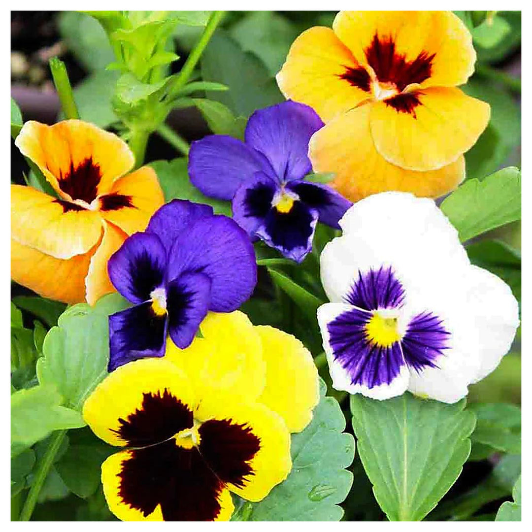 Yellow Violet Pansy Flower Seeds for Planting – Heirloom, Non-GMO, High Germination Organic Garden Seeds | Neera Seeds product photo [neera-v4-ddd0a1b35579872967fd]