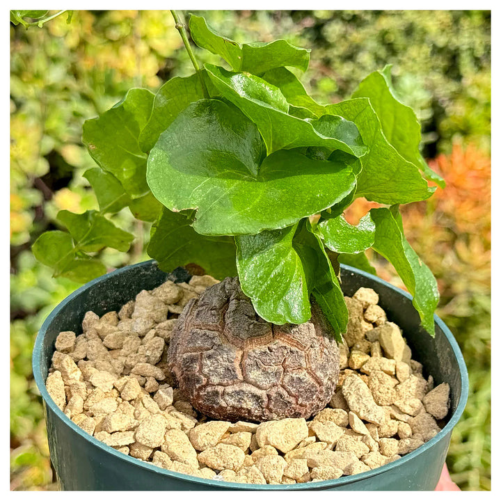 Dioscorea Elephantipes Yam Seeds for Planting – Non-GMO Heirloom Organic Garden Seeds, High Germination | Neera Seeds product photo [neera-v4-ddd6daa8cf07a55a6f97]
