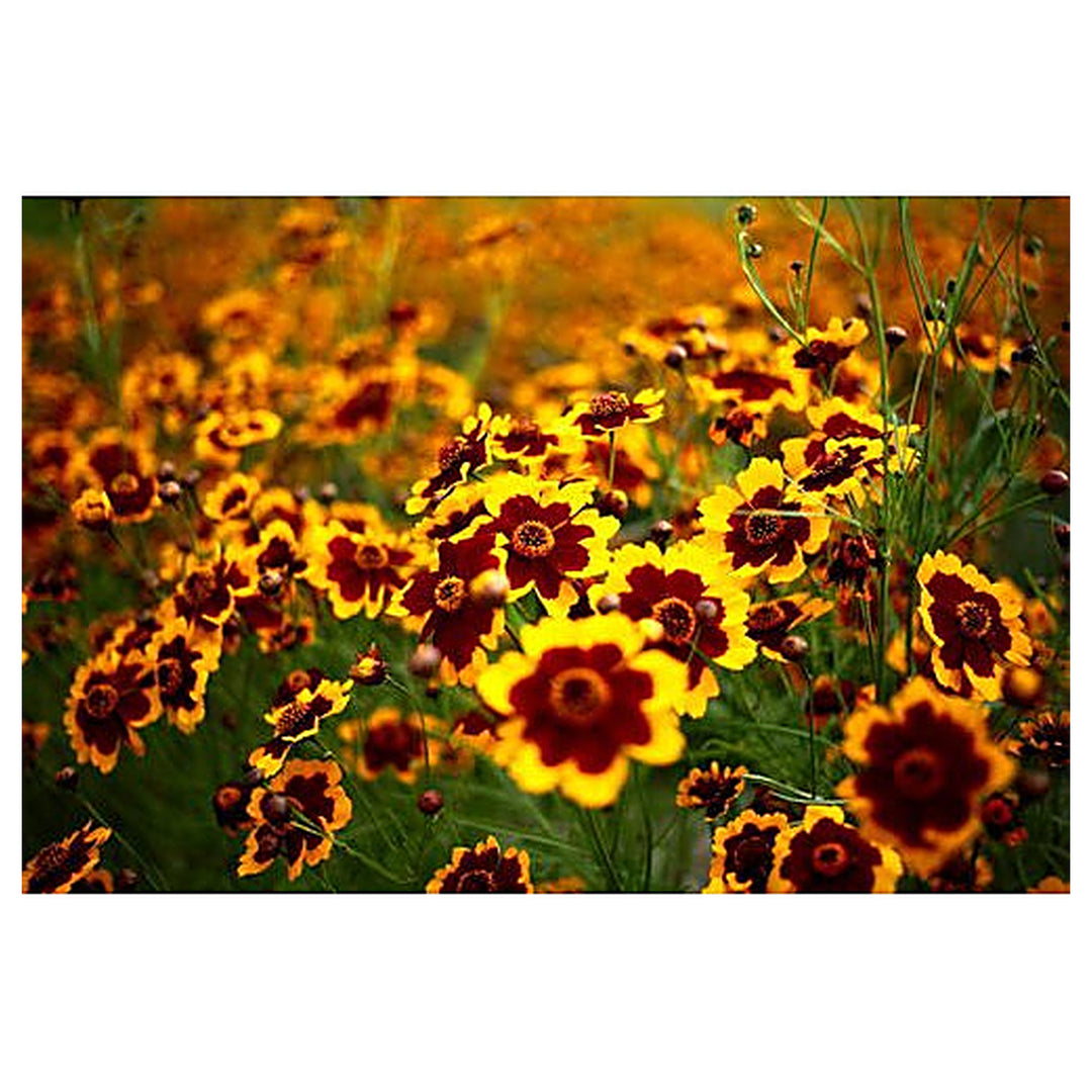 Heirloom Non-GMO Sanvitalia Procumbens Flower Seeds for Planting – Ground Cover with Bright Yellow Blooms | Neera Seeds product photo [neera-v4-ddda831ac57caca42c05]