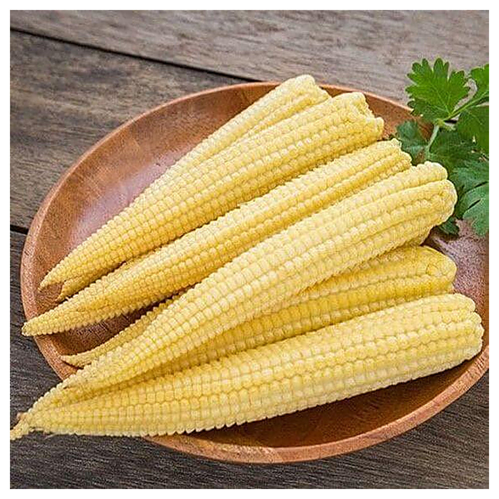 Baby Corn Seeds for Planting – High-Yield Hybrid Sweet Corn Seeds, Heirloom & Non-GMO Garden Vegetable Seeds | Neera Seeds product photo [neera-v4-dddbe5cee24948c1ab4b]