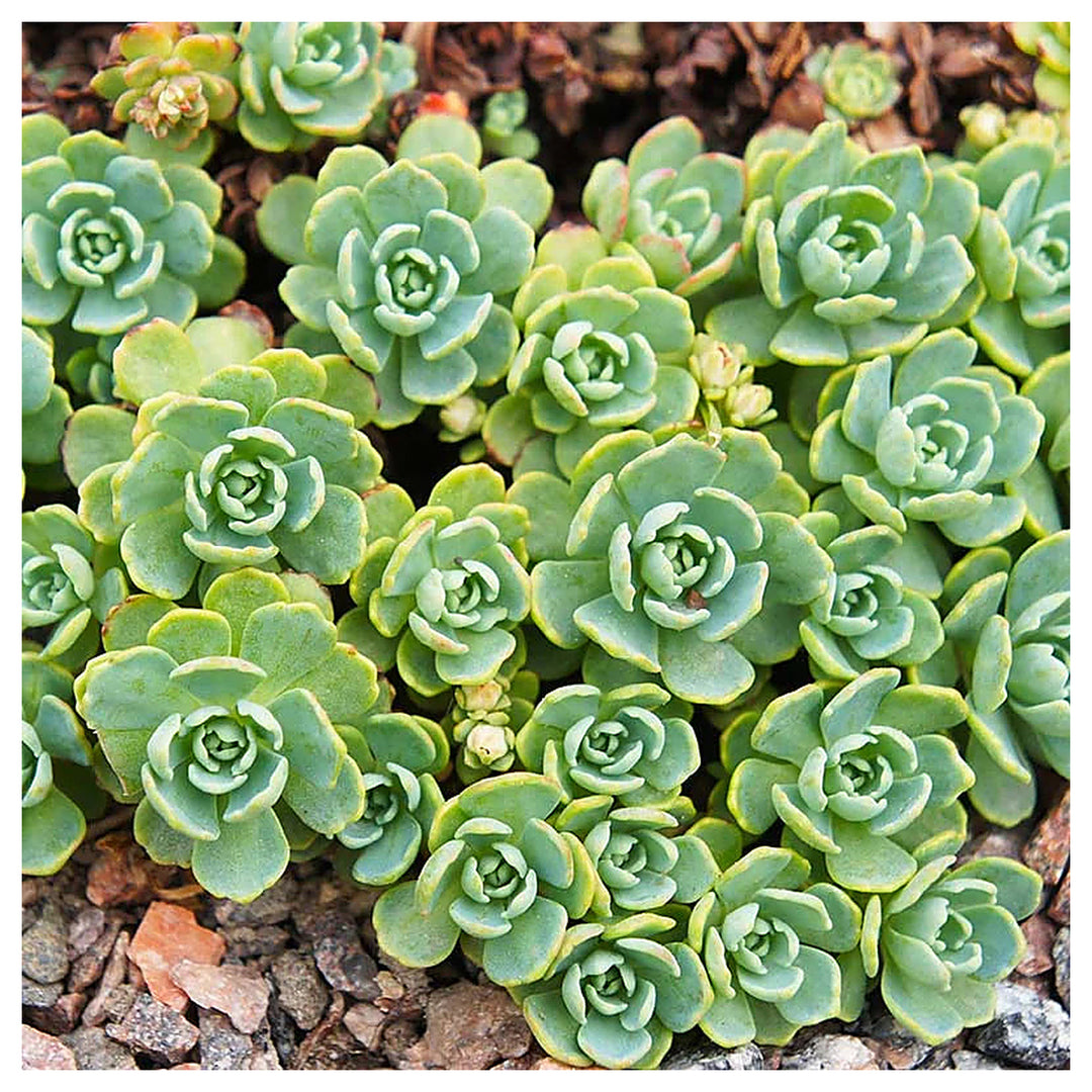 Green Cliff Stonecrop Seeds – Heirloom, Non-GMO Succulent Plant Seeds for Easy Garden Planting | Neera Seeds product photo [neera-v4-dde3279f9aa74f4e8378]