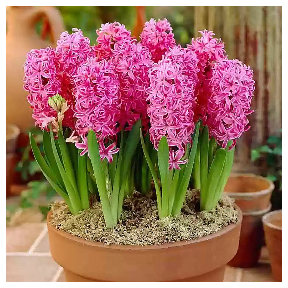 Heirloom Non-GMO Hyacinth Flower Seeds for Planting – Fragrant Spring Blooms, High Germination Organic Seeds | Neera Seeds product photo [neera-v4-dde73e494b9c7e31be28]
