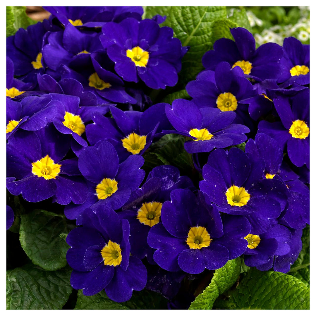 Heirloom Non-GMO Blue Cobalt Primrose Flower Seeds – Vibrant Colorful Blooms for Garden Planting | Neera Seeds product photo [neera-v4-de17b45cb2519ab1604a]