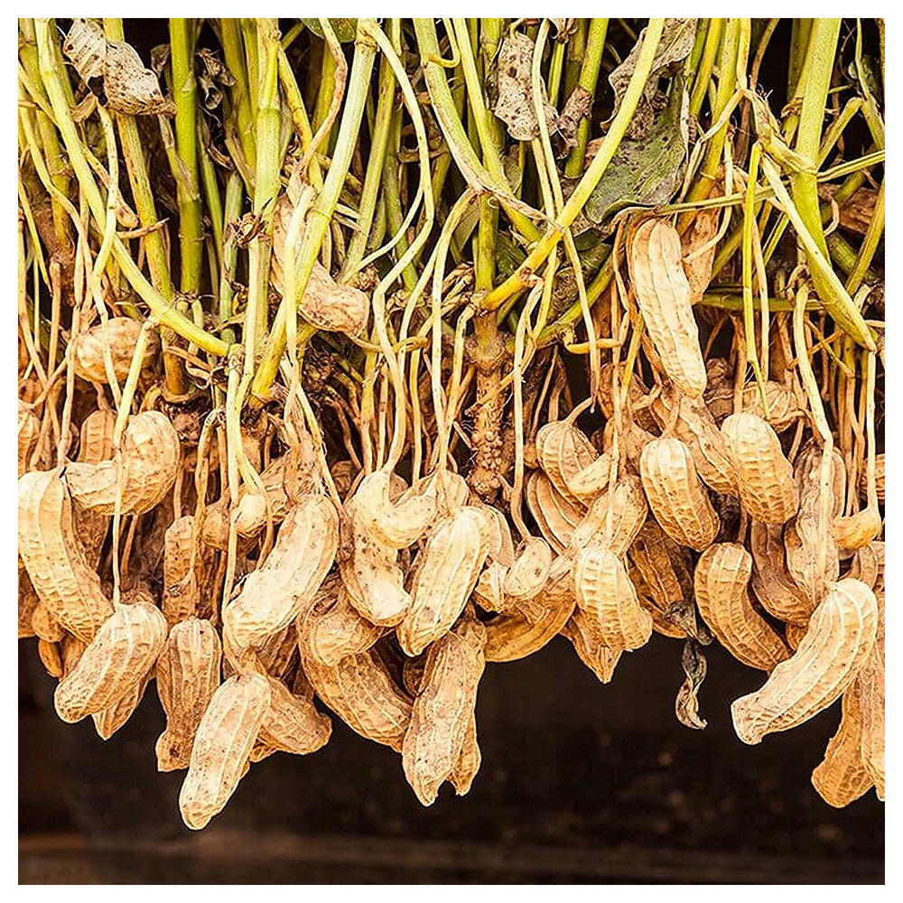 Peanut Plant Seeds for Garden Planting – Non-GMO Heirloom Organic Garden Seeds, High Germination | Neera Seeds product photo [neera-v4-de18e21eeaaff2866e1e]