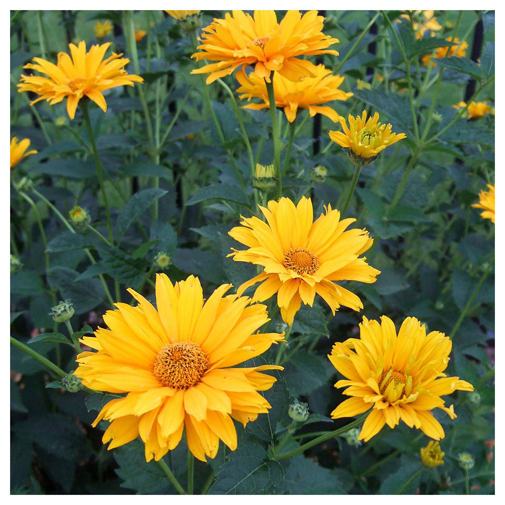 False Sunflower Seeds for Planting – Heirloom, Non-GMO, High Germination Organic Garden Seeds | Neera Seeds product photo [neera-v4-de24e44ae34e557a336a]