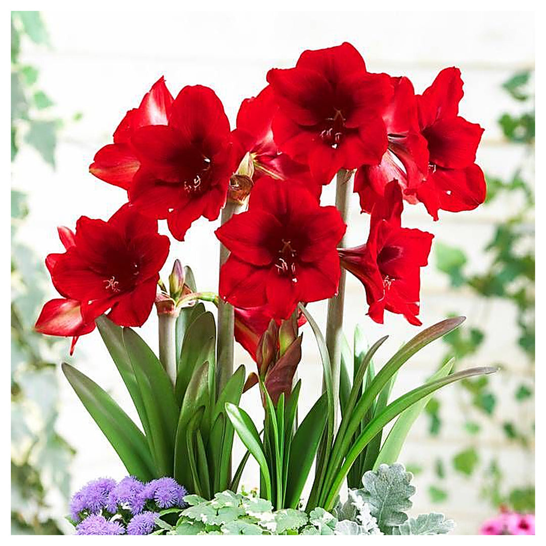 Red Amaryllis Flower Seeds for Planting – Heirloom Non-GMO Organic Garden Blooms | Neera Seeds product photo [neera-v4-de2b6acec089e70541ce]