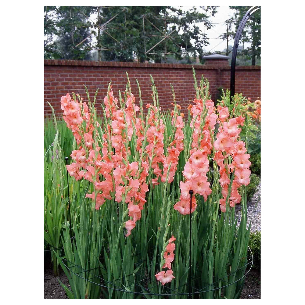 Heirloom Peach Gladiolus Flower Seeds – Non-GMO, High Germination Elegant Summer Blooms for Garden Planting | Neera Seeds product photo [neera-v4-de2bca8b684c31a15a6e]