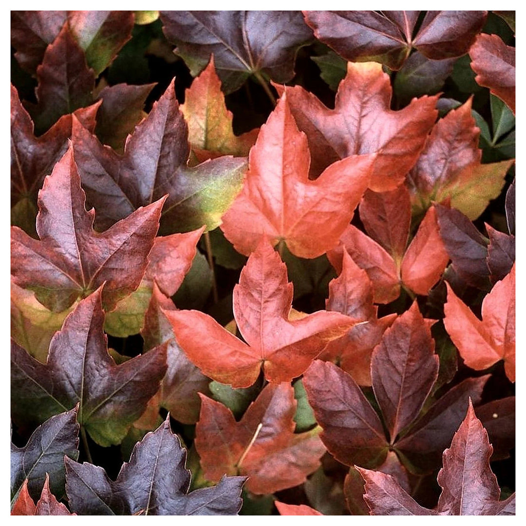 Boston Ivy Vine Virginia Creeper Parthenocissus tricuspidata Climbing Seeds for Planting | Neera Seeds product photo [neera-v4-de2bf1b888ce68778468]