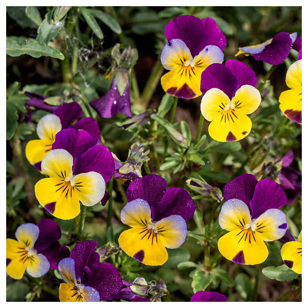 Heirloom Non-GMO Viola Tricolor Flower Seeds for Planting – Colorful Edible Blooms | Neera Seeds product photo [neera-v4-de4b34132d0bb4b05e14]