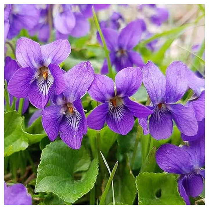 Heirloom Non-GMO Purple Viola Charlotte Flower Seeds for Planting – Elegant Blooming Flower Seeds | Neera Seeds product photo [neera-v4-de547e75e660f3e513cc]