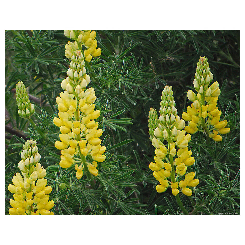Yellow Lupine Flower Seeds for Planting – Heirloom, Non-GMO, High Germination Garden Seeds | Neera Seeds product photo [neera-v4-de5e600fab2733276a1a]