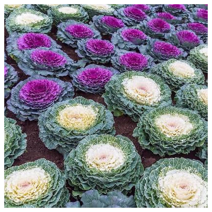 Heirloom Non-GMO Brassica Kale Flower Seeds for Planting – Edible Ornamental Garden Greens | Neera Seeds product photo [neera-v4-de6b069c7f38b4a06688]