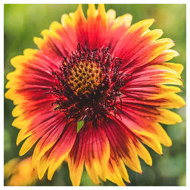 Gaillardia Pulchella Flower Seeds for Planting – Heirloom Non-GMO Vibrant Drought-Tolerant Blooms | High Germinatio | Neera Seeds product photo [neera-v4-de6d697a41158f2ad5bb]