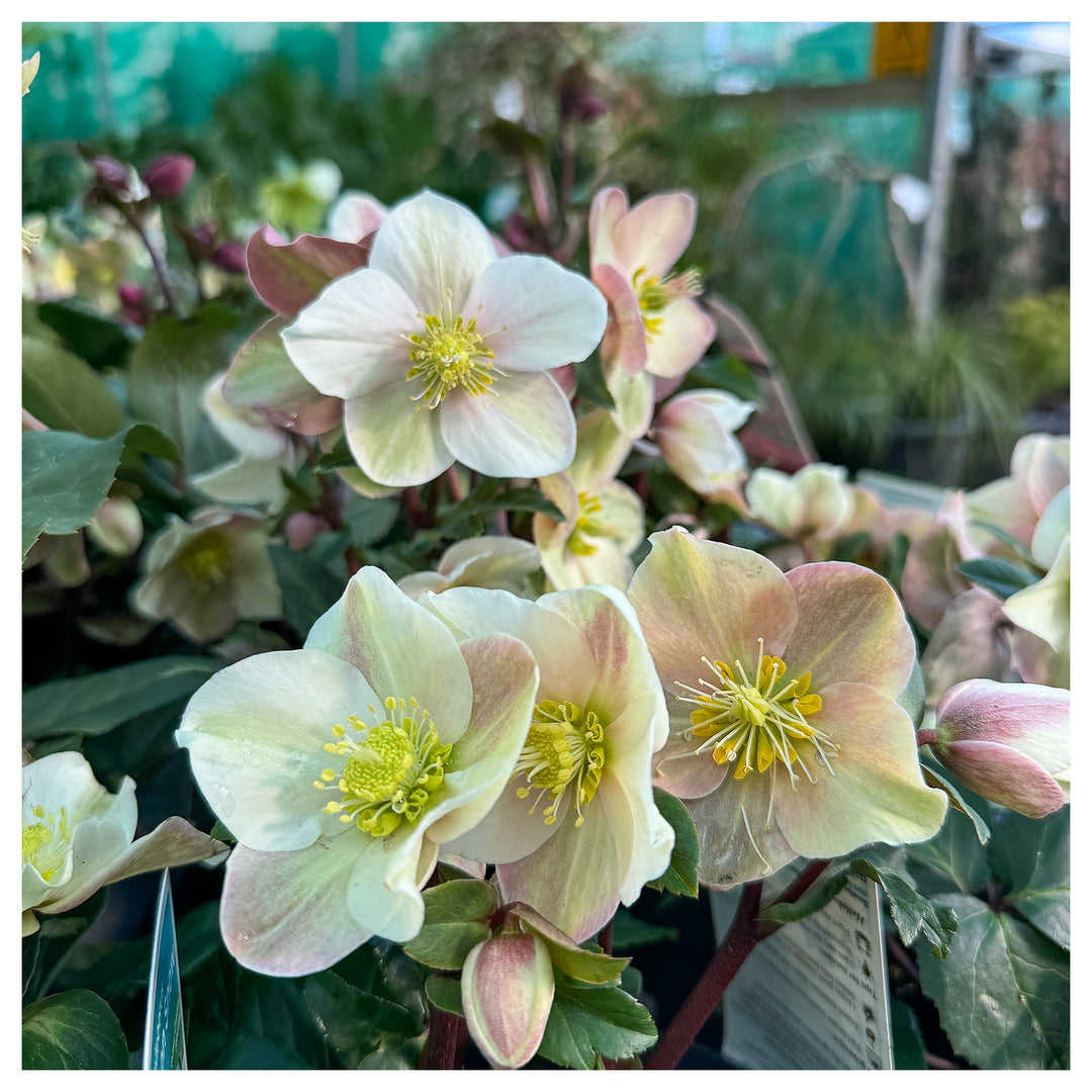 Heirloom Light Green Hellebore (Helleborus viridis) Seeds - Non-GMO, High Germination Organic Perennial Garden Seed | Neera Seeds product photo [neera-v4-de6e39b0171715759536]