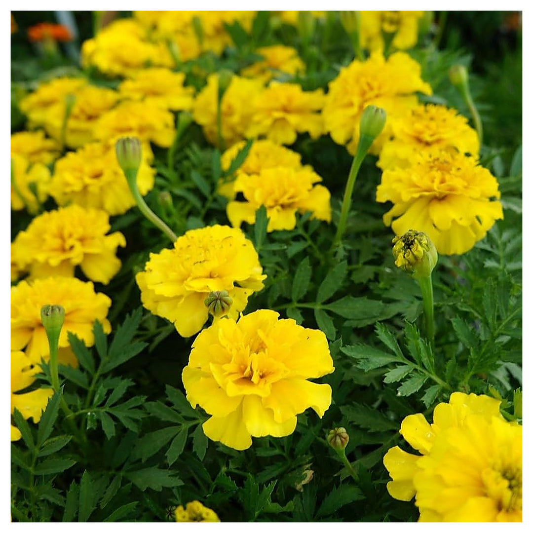 Yellow Marigold Gulzafri Terrace Gardens Flower Seeds Home Garden Planting, Decorative | Neera Seeds product photo [neera-v4-de8ad353856be903bcf2]