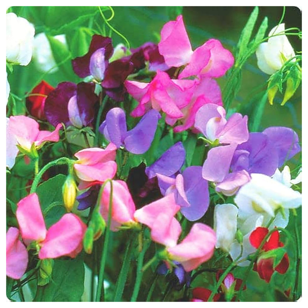 Perennial Sweet Pea For Planting Lathyrus Latifolius For Flower Beds And Trellises Flower Seeds for | Neera Seeds product photo [neera-v4-dea1931768abc5566e5b]