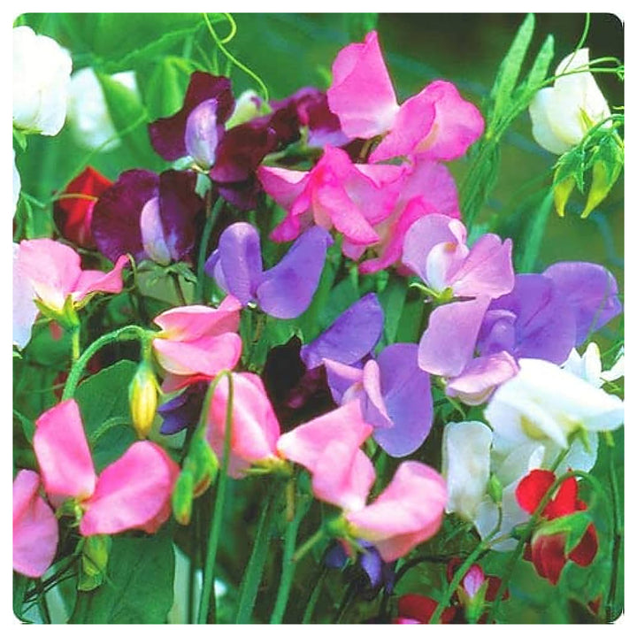 Perennial Sweet Pea For Planting Lathyrus Latifolius For Flower Beds And Trellises Flower Seeds for | Neera Seeds product photo [neera-v4-dea1931768abc5566e5b]