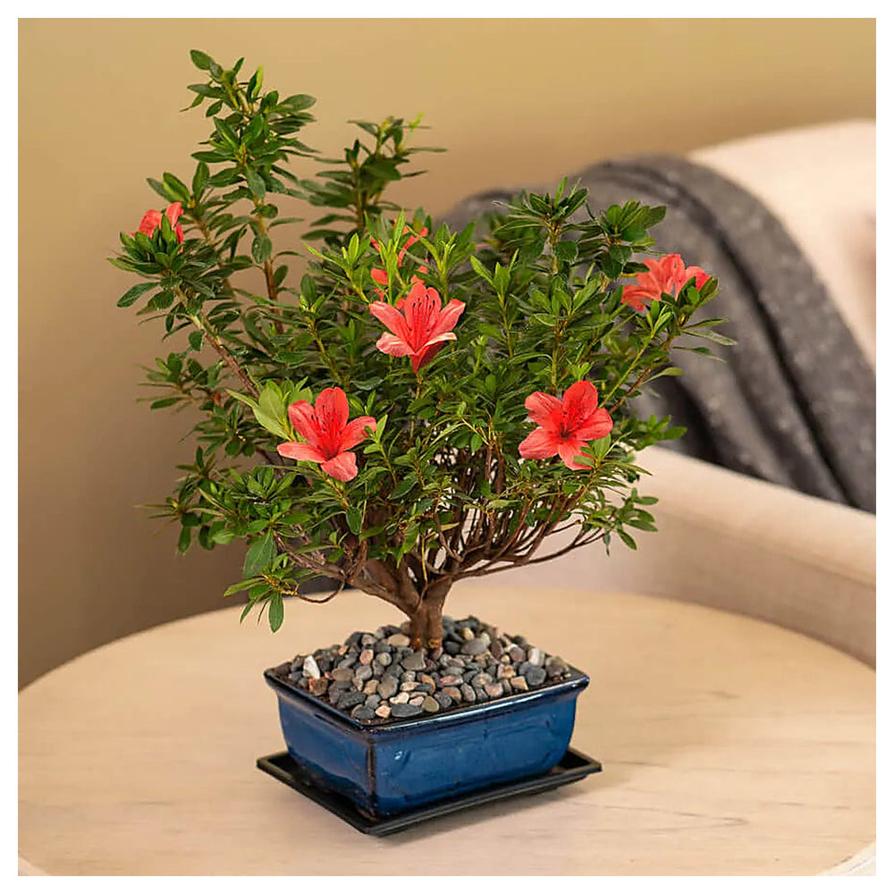 Orange Azalea Rhododendron Simsii Seeds for Planting – Heirloom, Non-GMO, High Germination Bonsai Flower Seeds | Neera Seeds product photo [neera-v4-dea886d9f1eea3db5579]