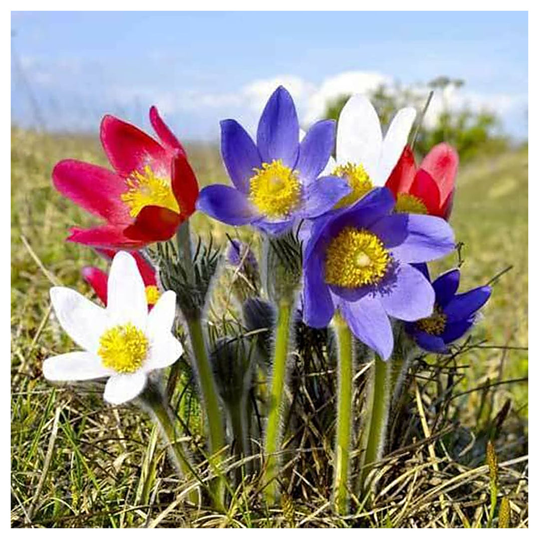 Pulsatilla Flower Seeds for Planting – Hardy Perennial, Early Spring Blooms | Neera Seeds product photo [neera-v4-deb752f213045ba06ea7]