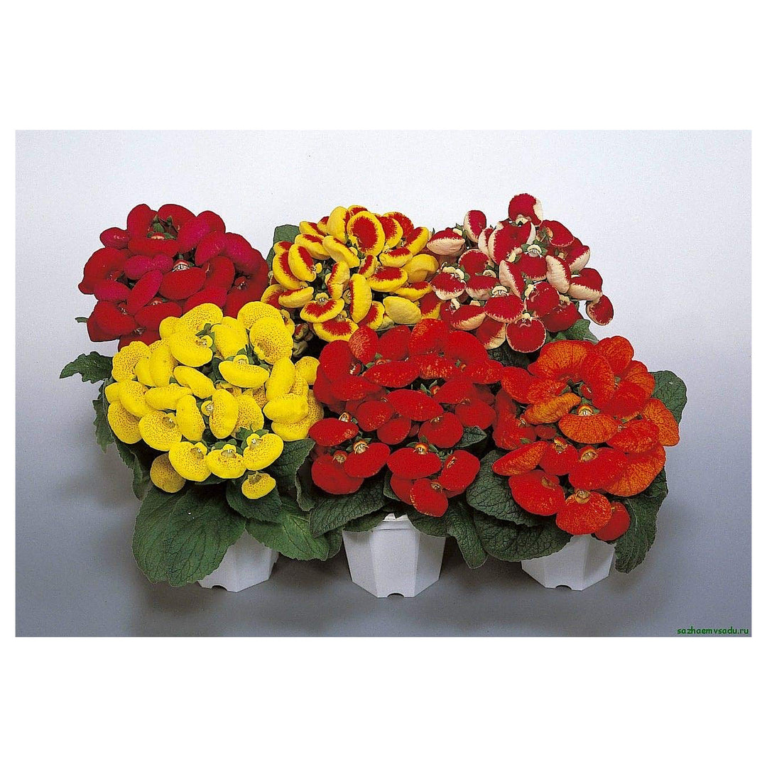 Calceolaria Slipper Flower For Planting Flower Seeds for Home Garden Planting, Exotic Organic | Neera Seeds product photo [neera-v4-decc078eca113adfbd5c]