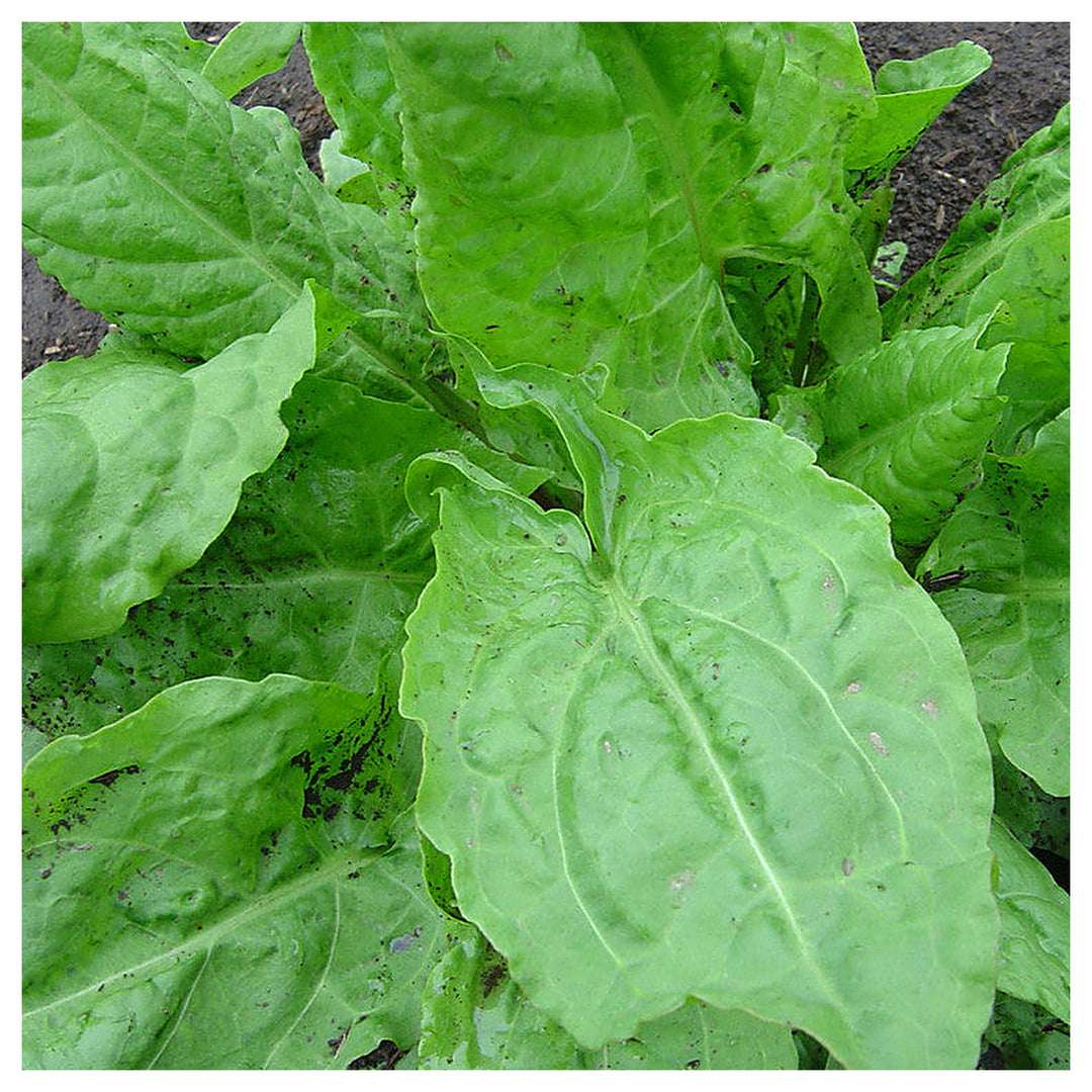 French Sorrel Rumex acetosa Seeds – Nutrient-Rich Herbs - Heirloom & Non-GMO Seeds for Planting | Neera Seeds product photo [neera-v4-ded28afc247175e23a5b]