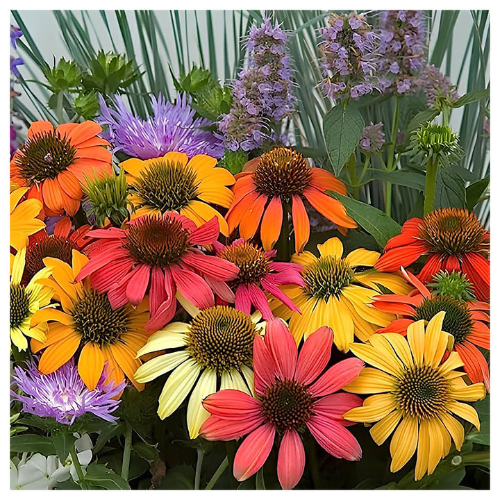 Glowing Dream Coneflower For Planting Echinacea Purpurea For Flower Beds And Herb Gardens Flower | Neera Seeds product photo [neera-v4-ded8f6e7a508987b0d8c]