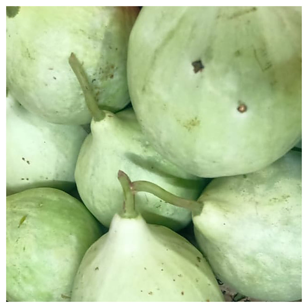 White Bottle Gourd Seeds for Planting – Heirloom Non-GMO Organic Garden Seeds with High Germination | Neera Seeds product photo [neera-v4-dedcce4a0dbe6d9cffa5]