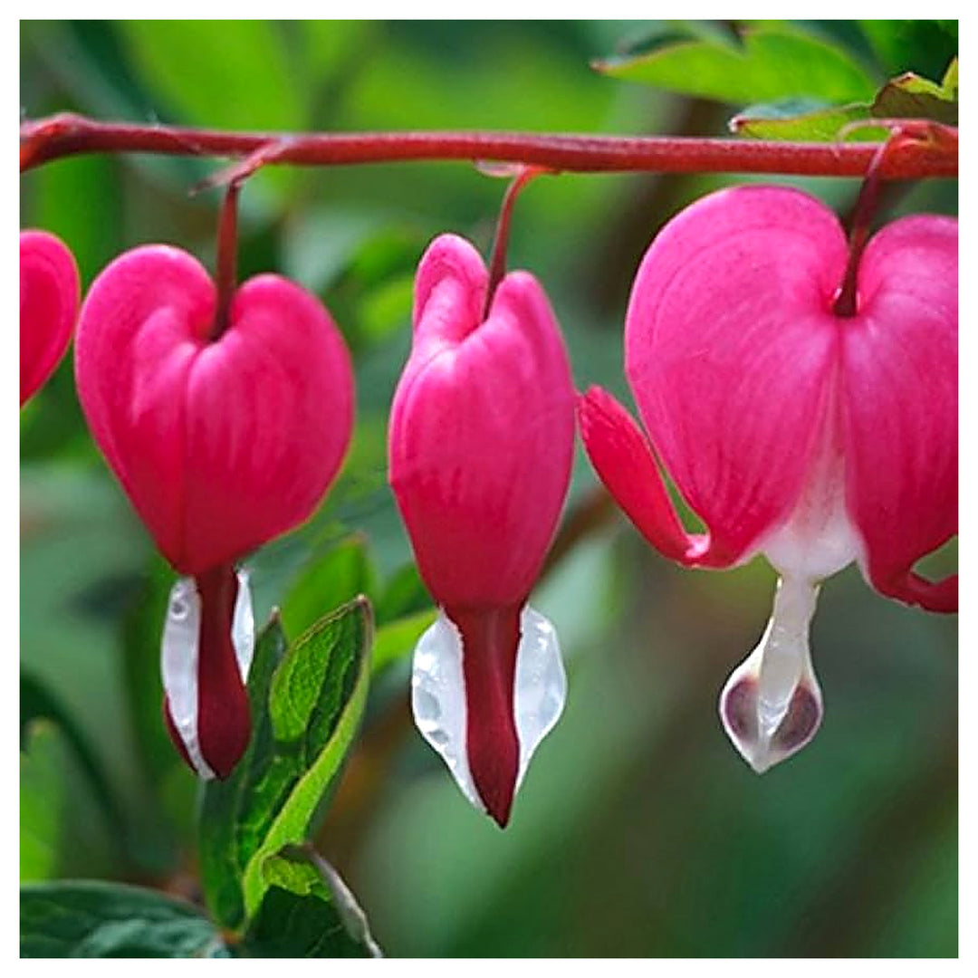 Dicentra Spectabilis Bleeding Heart Rare Orchid Flower Seeds Home Garden Planting, Colorful | Neera Seeds product photo [neera-v4-dedf7c7ec50821833b2c]