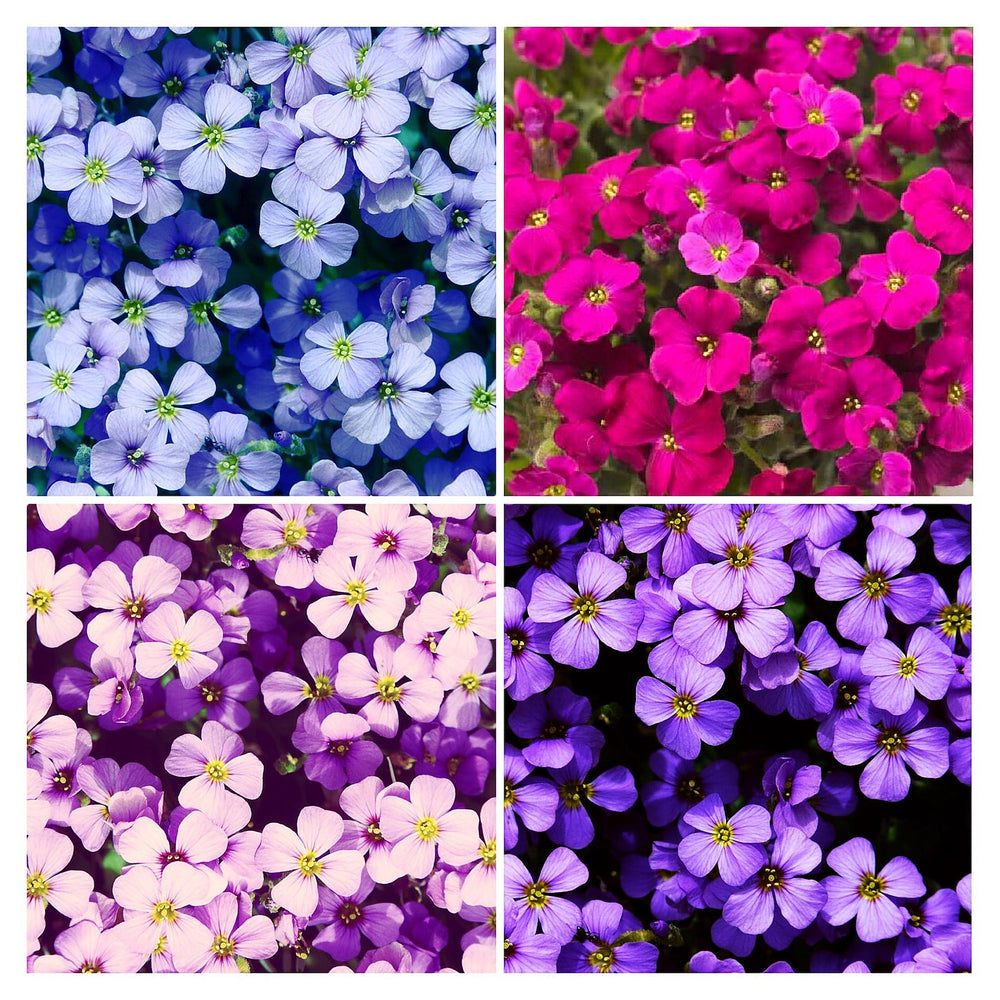 Mixed Rock Cress Flower Seeds for Planting – Heirloom, Non-GMO, Organic Garden Seeds with High Germination | Neera Seeds product photo [neera-v4-deece488f56adbbde20d]