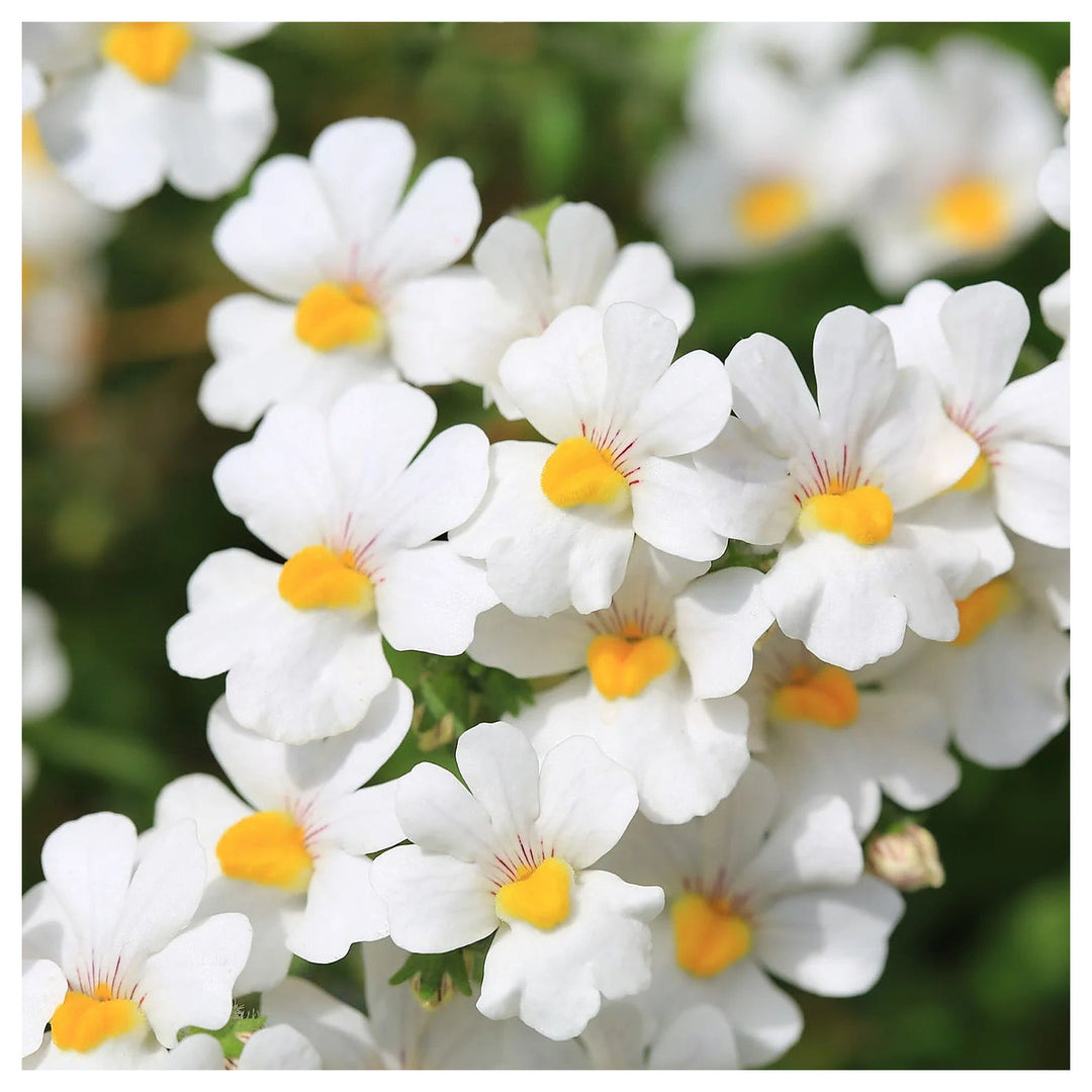 Organic White Nemesia Strumosa Flower Seeds for Planting – Heirloom, Non-GMO | Neera Seeds product photo [neera-v4-df062f93634ce3d4073a]