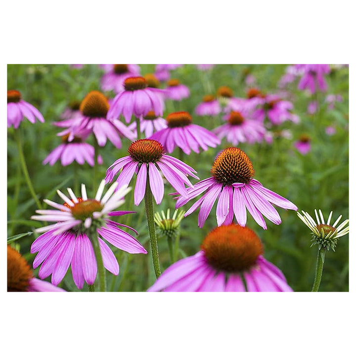 Purple Coneflower Echinacea Perennial Flower Seeds for Home Garden Planting, Lush Organic Blooming | Neera Seeds product photo [neera-v4-df1bdc2eff5526cf2352]