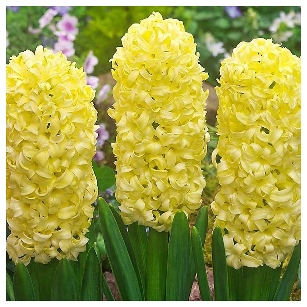Yellow Hyacinthus Orientalis Flower Seeds for Planting – Heirloom, Non-GMO, High Germination Organic Garden Seeds | Neera Seeds product photo [neera-v4-df2dcc7731c78e74a133]