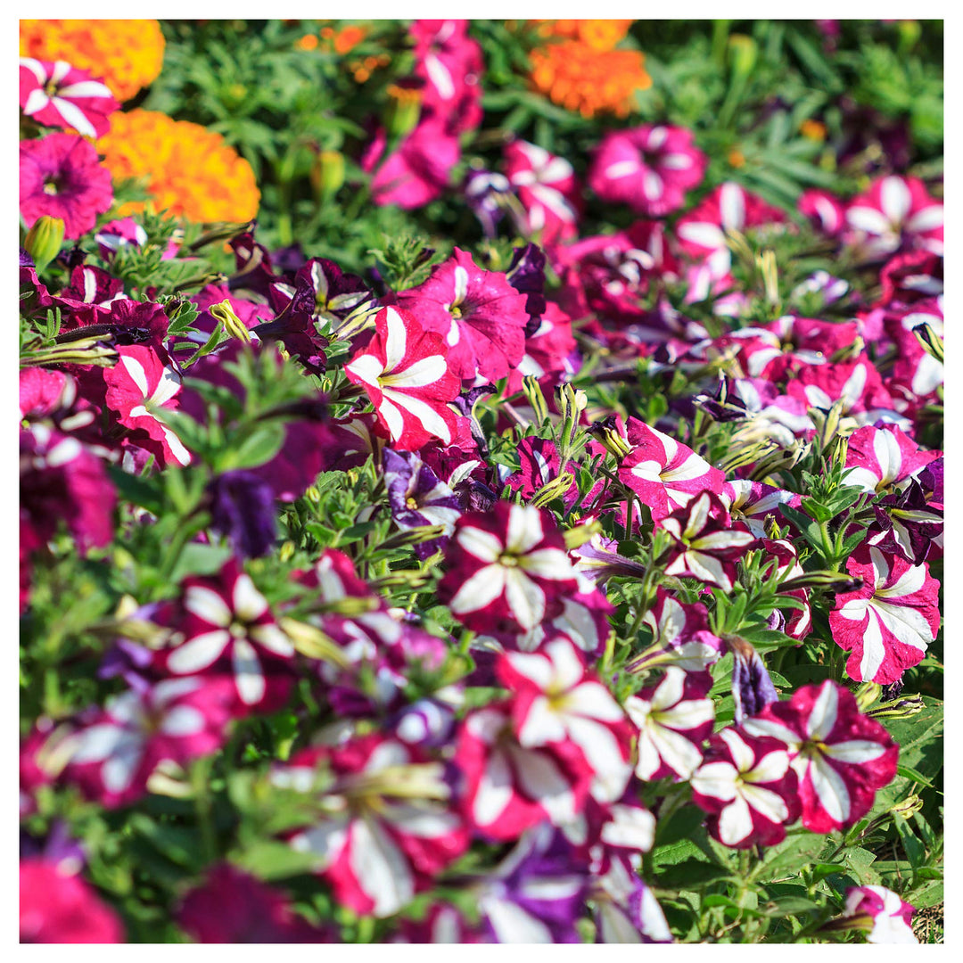 Double Petunia For Planting Petunia Hybrida For Hanging Baskets And Flower Beds Flower Seeds for | Neera Seeds product photo [neera-v4-df30bfe193c54c5de1cf]