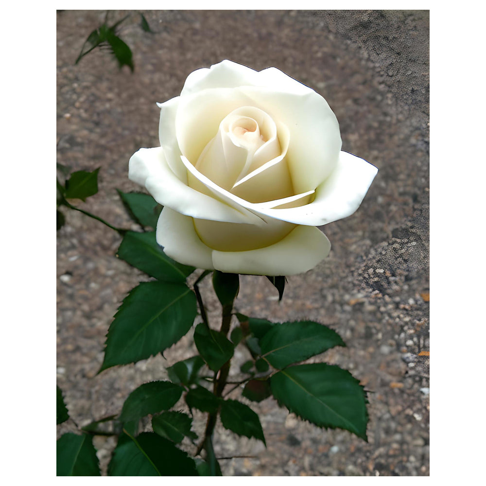 Heirloom Non-GMO White Rose Seeds for Garden Planting | Neera Seeds product photo [neera-v4-df324e15b05466f3ef1f]