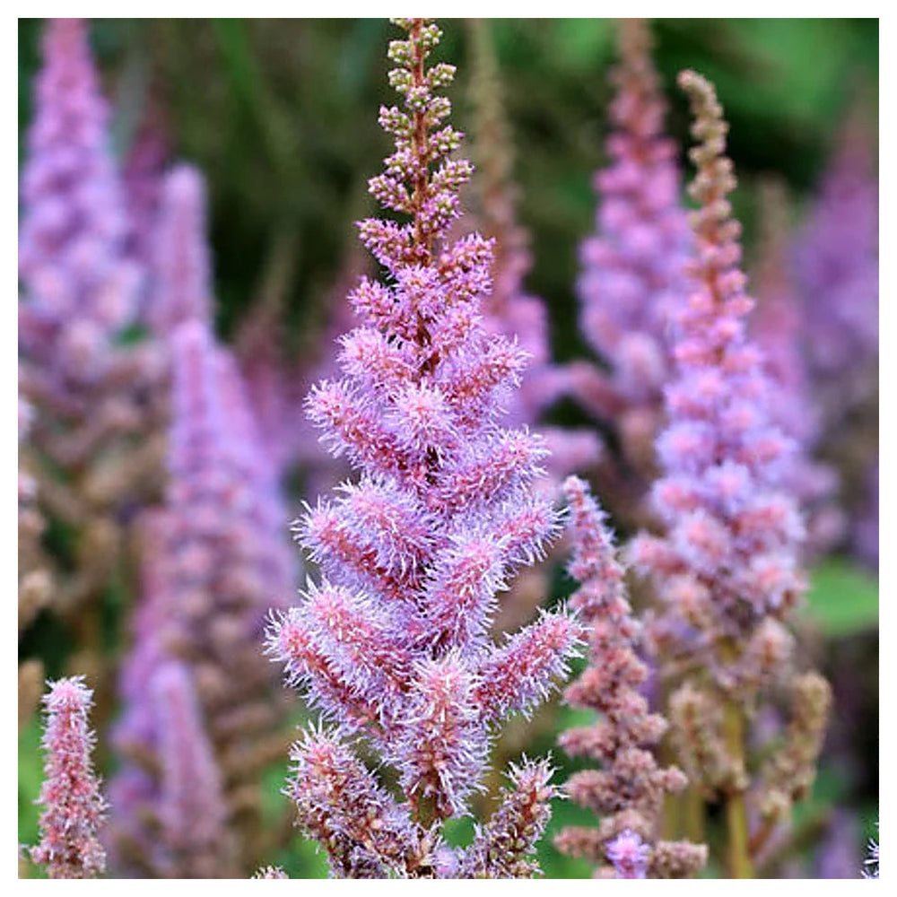 Heirloom Non-GMO Astilbe Pumila Flower Seeds for Planting – Shade-Loving Perennial Blooms | High Germination | Neera Seeds product photo [neera-v4-df37484fca78aaad77be]
