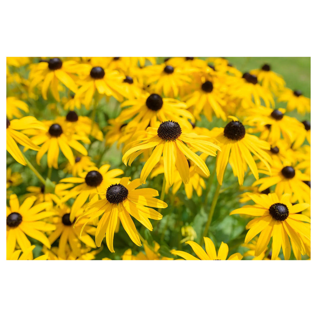 Heirloom Susan Native Flower Seeds – Non-GMO Seeds for Wildflower Garden Planting, High Germination Organic Seeds | Neera Seeds product photo [neera-v4-df391b386790be2e9f9e]