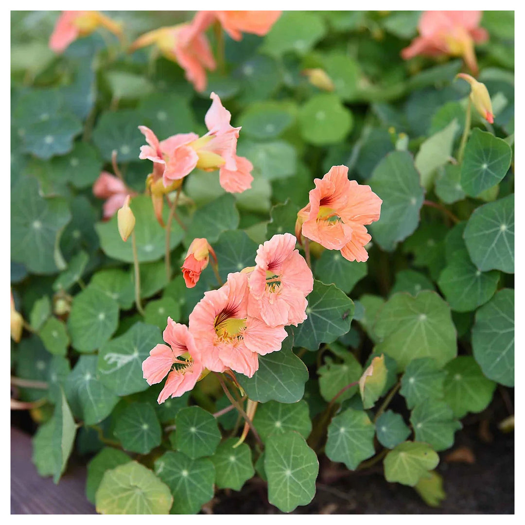 Heirloom Peach Tropaeolum Majus Flower Seeds for Planting | Non-GMO Organic Garden Seeds | Vibrant Blooms, High Ger | Neera Seeds product photo [neera-v4-df3d3d842b7e44e3dfb4]