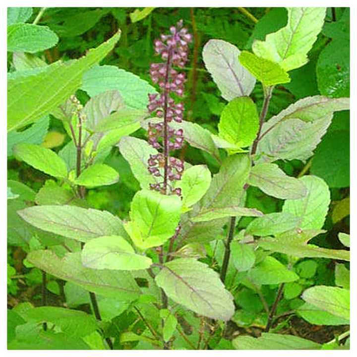 Holy Basil (Tulsi) Seeds for Planting – Heirloom, Non-GMO, High Germination Organic Garden Seeds for Medicinal &amp; Sp | Neera Seeds product photo [neera-v4-df42135c5f28bc2b621a]
