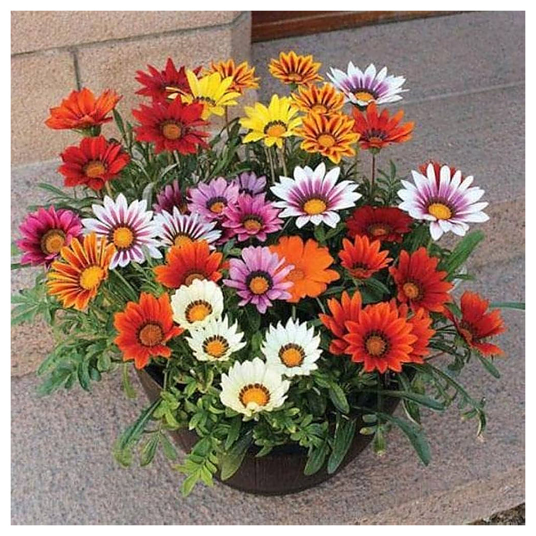 Gazania Sunflower Medal Daisy Gazania Spp For Planting In Flower Bed Flower Seeds for Home Garden | Neera Seeds product photo [neera-v4-df4810155a4dffb4bd60]