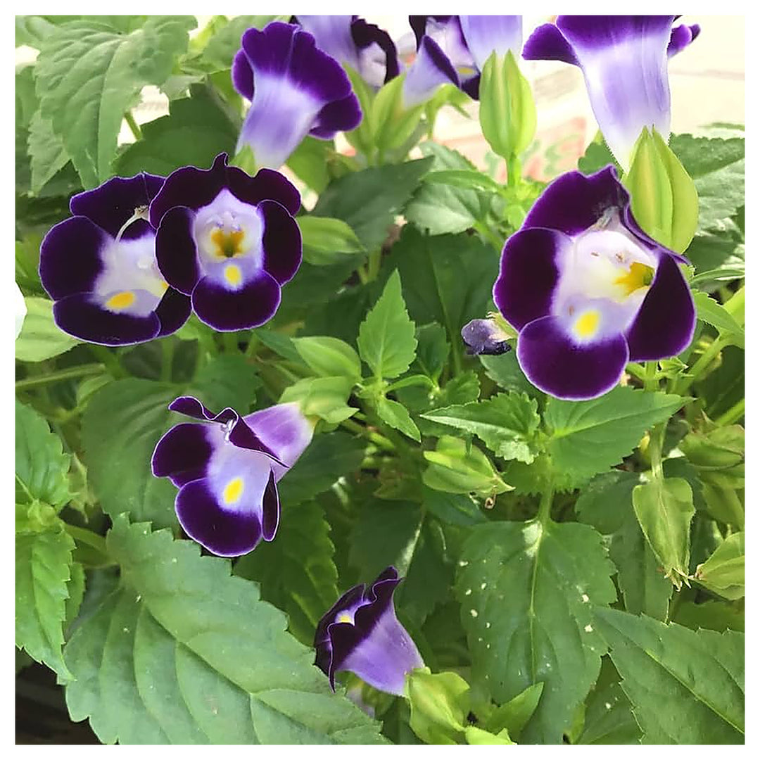 Wishbone Flower Torenia Spp For Planting In Flower Bed Flower Seeds for Home Garden Planting, | Neera Seeds product photo [neera-v4-df5d86ea9e3a3f14246f]