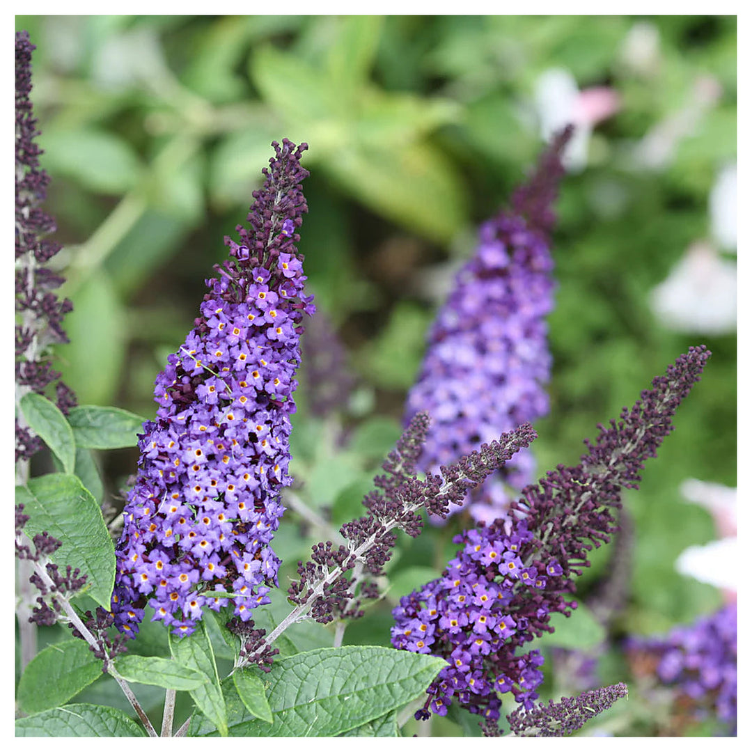 Blue Butterfly Bush Buddleia Davidii Seeds for Planting – Attract Pollinators, Non-GMO | Neera Seeds product photo [neera-v4-df5f29f4de255b911c0e]