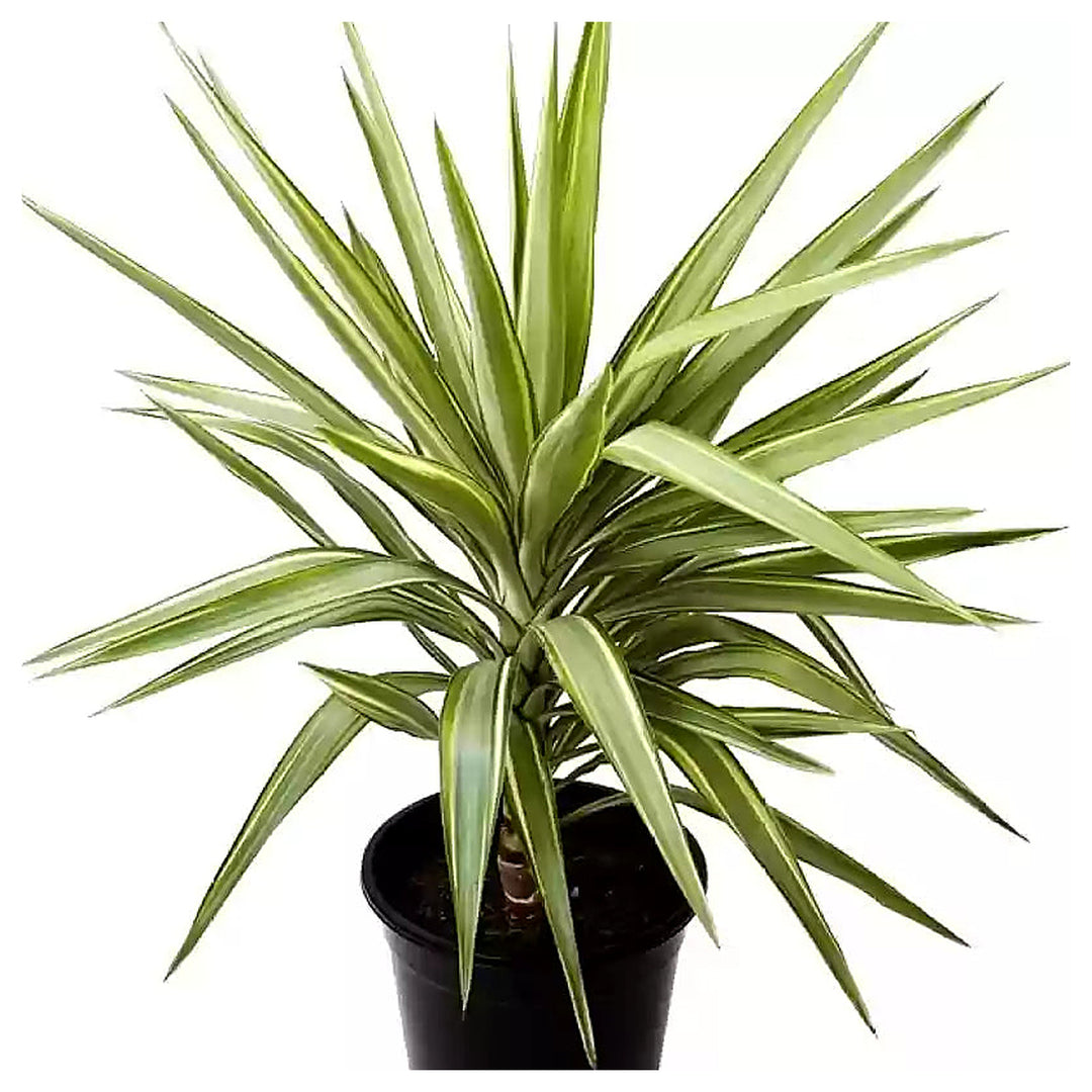 Green Dracaena Palm Plant Seeds for Garden – Non-GMO, Heirloom, High Germination Seeds | Neera Seeds product photo [neera-v4-df603c6354429e408664]
