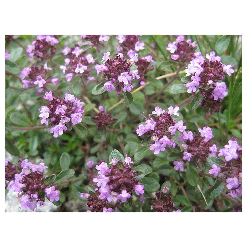 Serpyllum Violet Seeds for Planting – Organic, Heirloom, Non-GMO Creeping Thyme Seeds | Neera Seeds product photo [neera-v4-df7603c7654a0a8aea33]