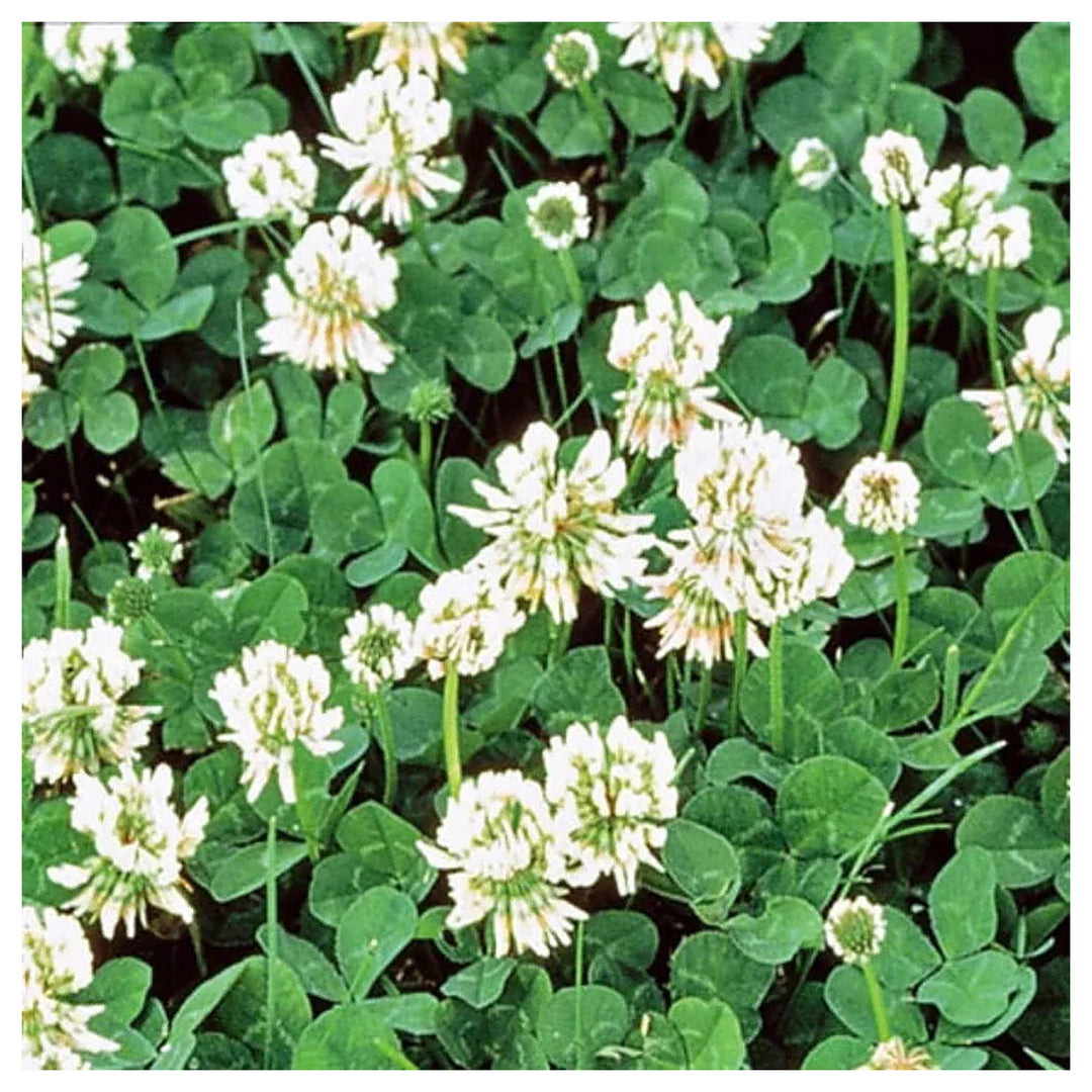 White Dutch Clover Cover Crop Planting Non Gmo Heirloom Fresh Flower Planting Flower Seeds | Neera Seeds product photo [neera-v4-df7de3b2e6cbdd232269]