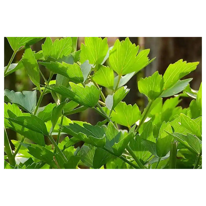 Lovage Herb Seeds for Planting – Heirloom, Non-GMO Seeds for Medicinal and Culinary Gardens | Neera Seeds product photo [neera-v4-df7e6b32082b11b7e1c6]