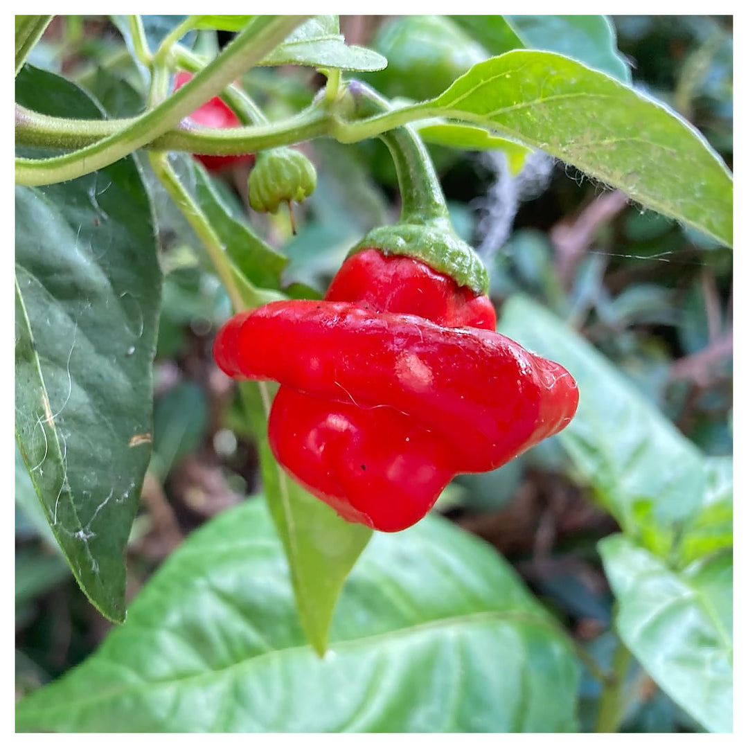 Mushroom Cap Pepper Seeds for Planting – Heirloom, Non-GMO, High Germination, Organic Garden Seed | Neera Seeds product photo [neera-v4-df8687fbe2f5506de8f9]