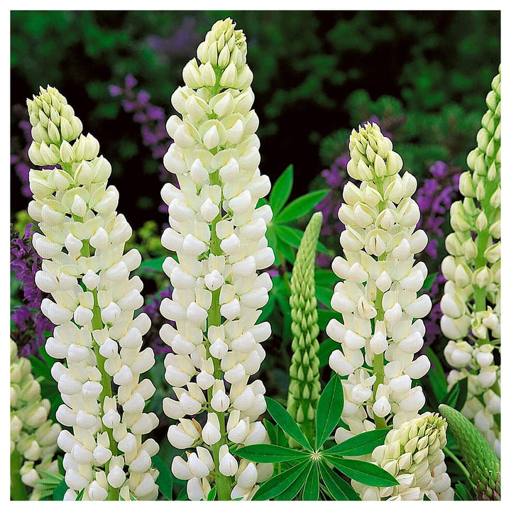 Heirloom Non-GMO White Lupine Flower Seeds for Garden Planting | High Germination Organic Garden Seeds – Tall Peren | Neera Seeds product photo [neera-v4-df89642f83f336424eb5]