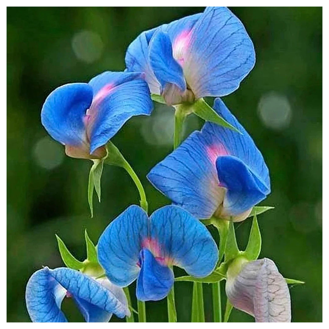 Light Blue Sweet Pea Light Blue Sweet Pea Flower Seeds for Planting – Heirloom Non-GMO Organic Garden Seeds, High G | Neera Seeds product photo [neera-v4-dfdb0d85358c7cdd87b7]